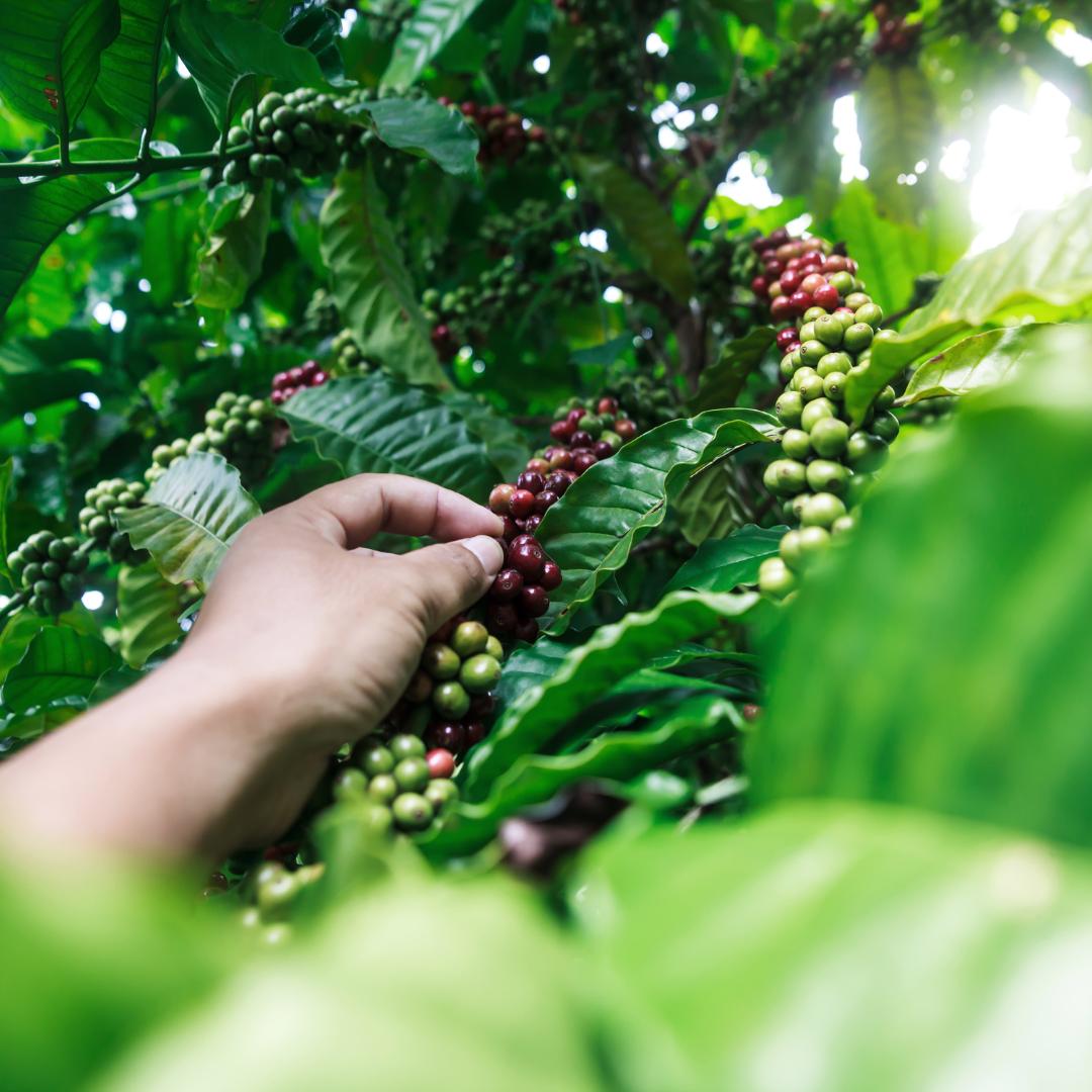 Cosecha de café en el Quindío
